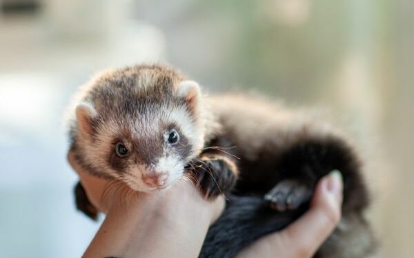 Comment s'amuser avec son furet ?