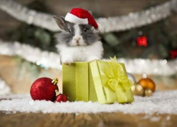 Comment s'amuser avec son lapin ?