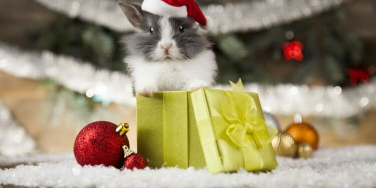 Comment s'amuser avec son lapin ?