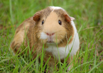 Comment s'amuser avec un cochon d'Inde ?