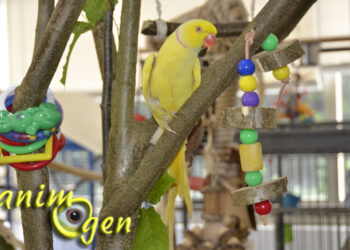 Comment s'amuser avec un perroquet ?