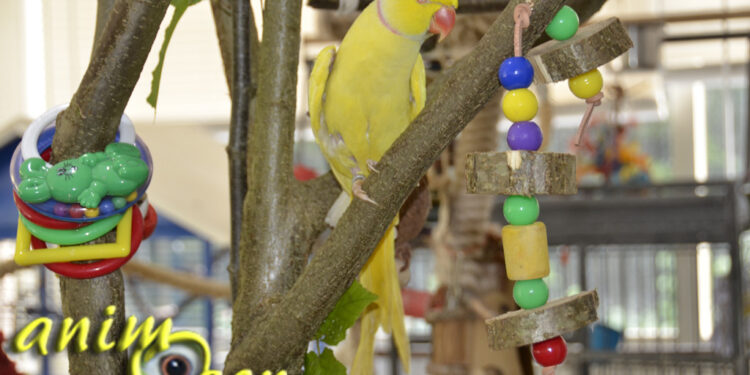 Comment s'amuser avec un perroquet ?