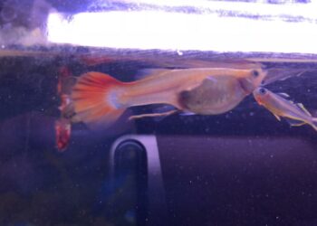 Comment s'amuser avec un poisson ?