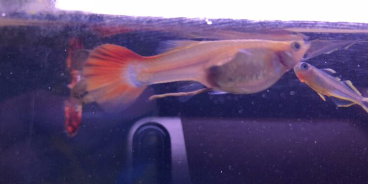 Comment s'amuser avec un poisson ?