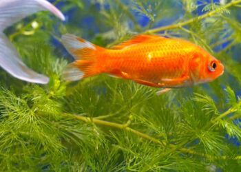 Comment s'amuser avec un poisson rouge ?