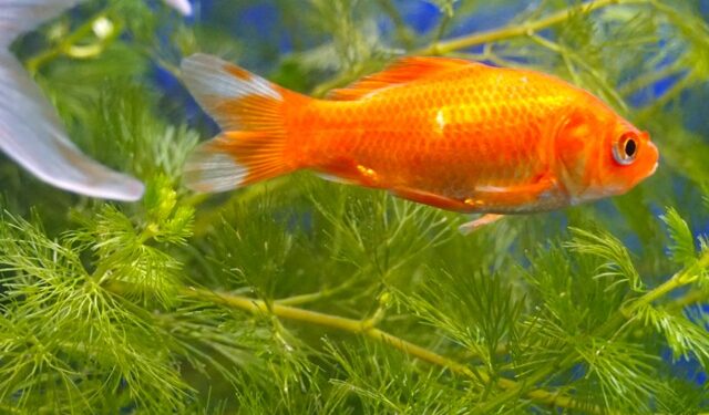 Comment s'amuser avec un poisson rouge ?