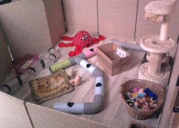 Comment s'amuser avec un rat ?