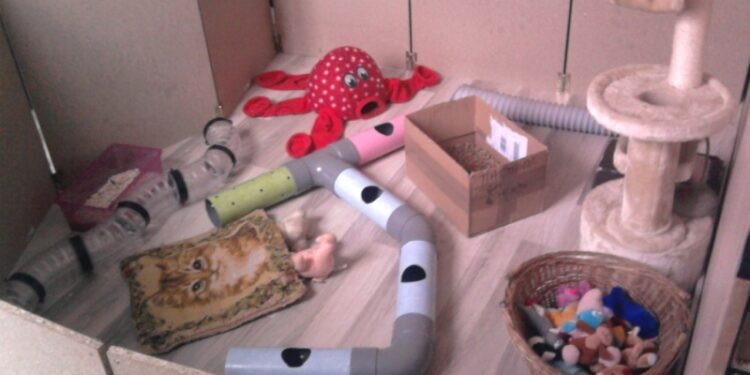 Comment s'amuser avec un rat ?