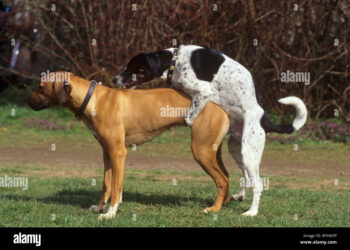 Comment s'appelle faire l'amour avec un animal ?