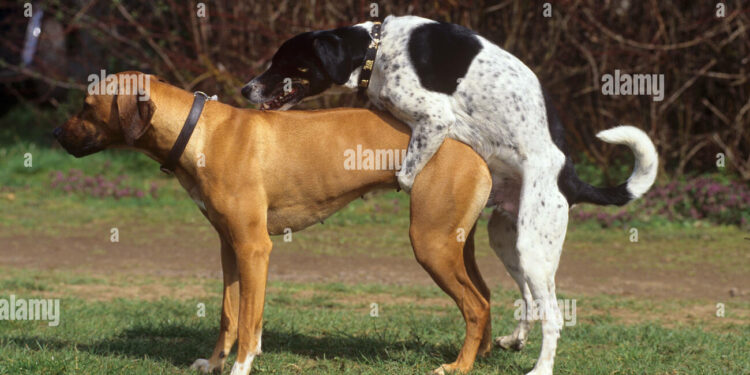 Comment s'appelle faire l'amour avec un animal ?