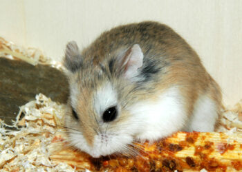 Comment s'appelle la femelle ?