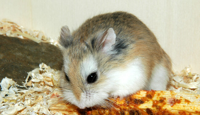 Comment s'appelle la femelle ?