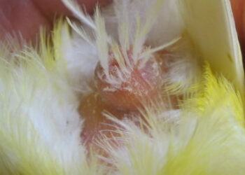 Comment s'appelle la femelle du canari ?