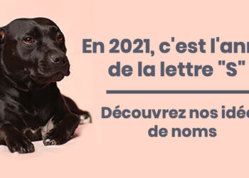 Comment s'appelle la femelle du chiot ?