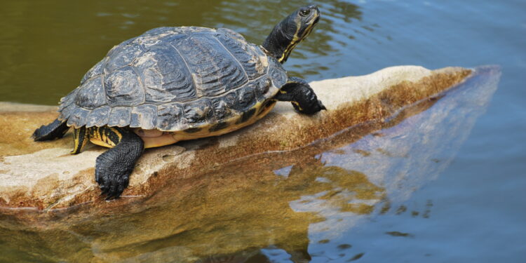 Comment s'appelle la plus grande des tortues marine ?