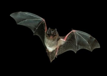 Comment s'appelle le bébé de la Chauve-souris ?