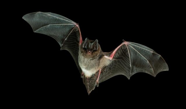 Comment s'appelle le bébé de la Chauve-souris ?