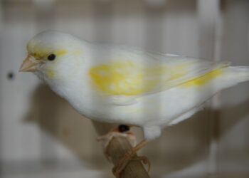 Comment s'appelle le bébé du canari ?