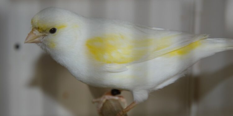 Comment s'appelle le bébé du canari ?