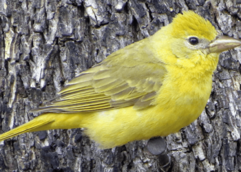 Comment s'appelle le bébé du canari ?