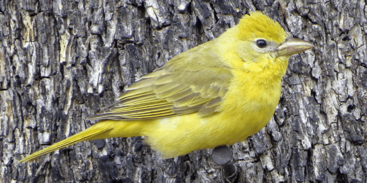 Comment s'appelle le bébé du canari ?