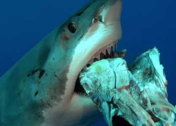 Comment s'appelle le bébé du moustique ?