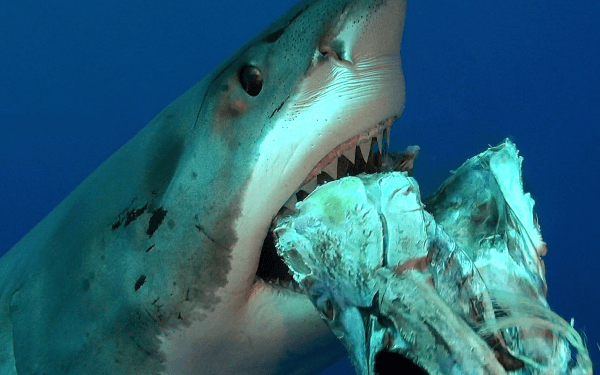 Comment s'appelle le bébé du moustique ?
