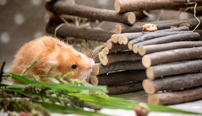 Comment s'appelle le bébé d'un hamster ?