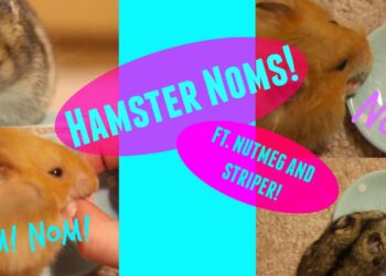 Comment s'appelle le bébé d'un hamster ?