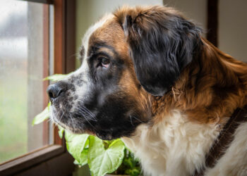 Comment s'appelle le chien le plus fort du monde ?