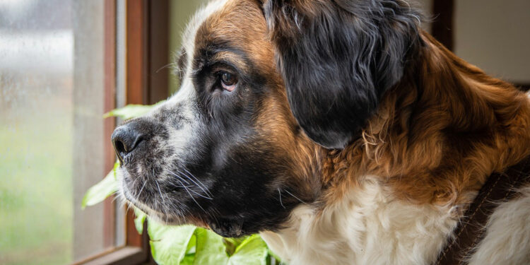 Comment s'appelle le chien le plus fort du monde ?