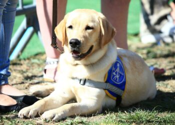 Comment s'appelle le cri de chien ?