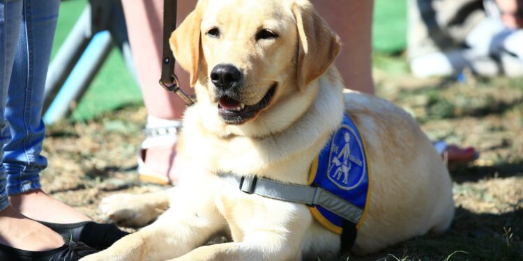 Comment s'appelle le cri de chien ?