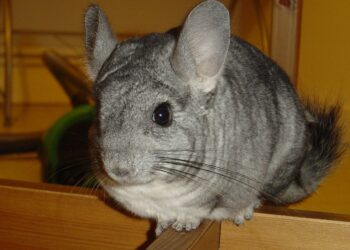 Comment s'appelle le cri du chinchilla ?
