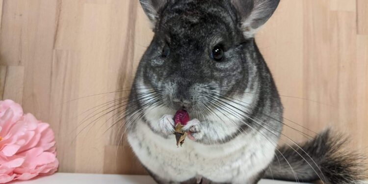 Comment s'appelle le cri du chinchilla ?