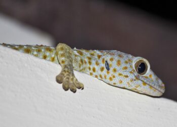 Comment s'appelle le cri du gecko ?