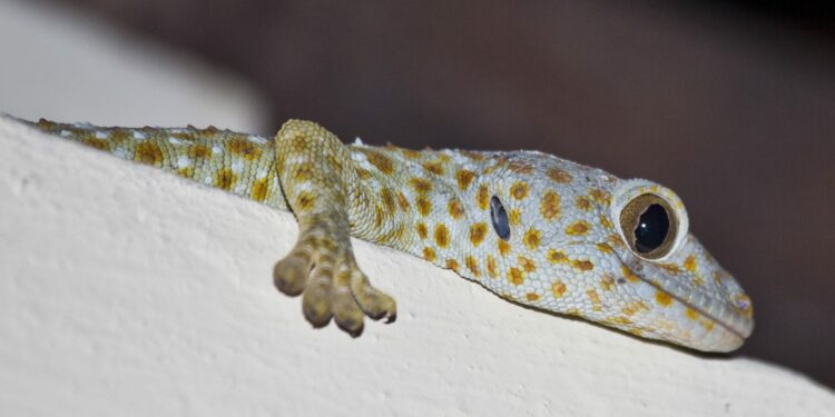 Comment s'appelle le cri du gecko ?