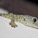 Comment s'appelle le cri du gecko ?