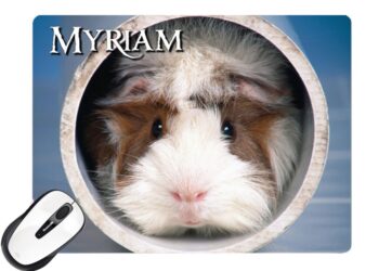 Comment s'appelle le petit du cochon d'Inde ?