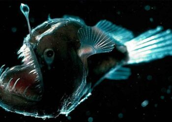 Comment s'appelle le poisson lumière ?