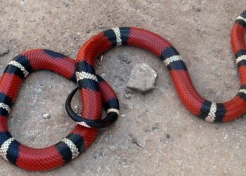 Comment s'appelle le serpent rose ?