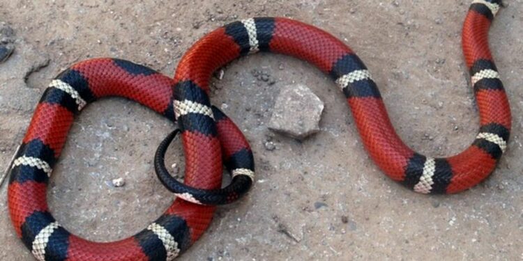 Comment s'appelle le serpent rose ?