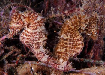 Comment s'appelle le squelette d'un poisson ?