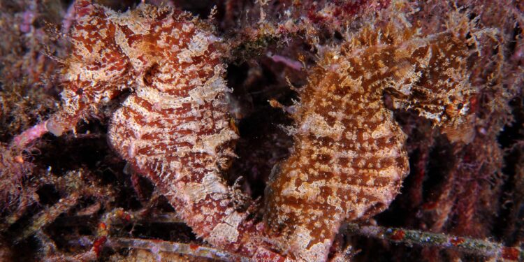 Comment s'appelle le squelette d'un poisson ?