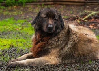 Comment s'appelle les chiens des Pyrénées ?