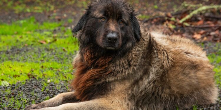 Comment s'appelle les chiens des Pyrénées ?