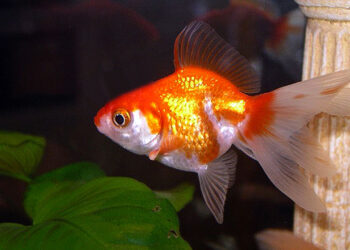 Comment s'appelle les gros poissons rouges ?