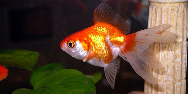 Comment s'appelle les gros poissons rouges ?