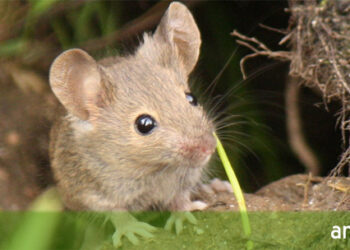 Comment s'appelle un petit rongeur ?