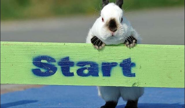 Comment saut le lapin ?